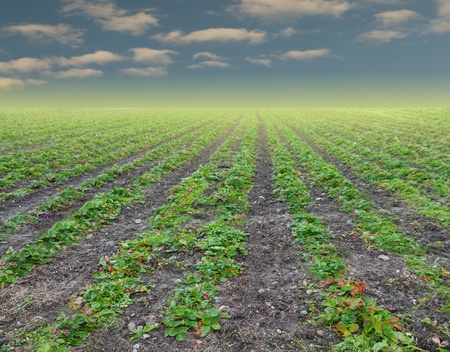 rows of strawberry plants vanishing on the horizon with golden glow with blue afternoon skyの写真素材