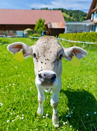 cream colored young curious cute calf with flies on it's head on a farm meadowの写真素材