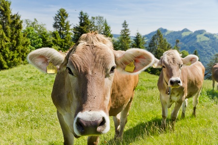 brown swiss cows on mountain pasture in Switzerlandの写真素材