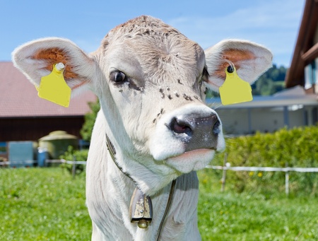 cream colored young curious cute calf with flies on itの写真素材