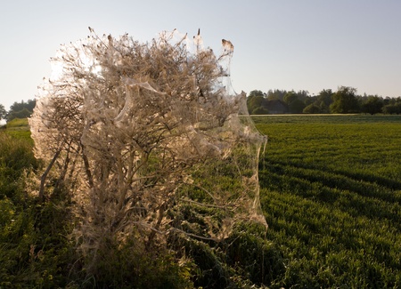 bush totally covered in a net spun by pest caterpillars Orchard Ermine Yponomeuta padellaの写真素材