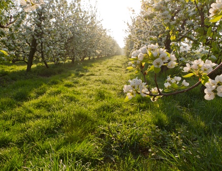 cherry blossom fruit orchard in springの写真素材