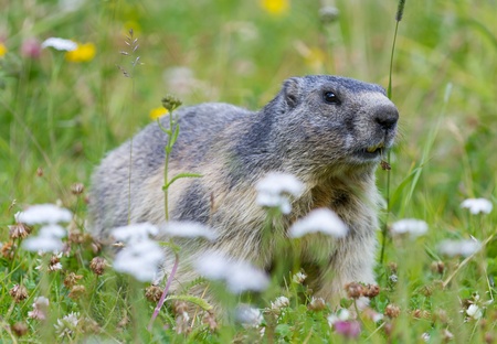 groundhog on alpine flower meadow in summer in Valais, Switzerlandの写真素材