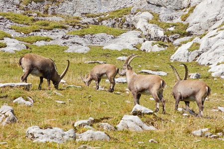 group of alpine ibex (Capra ibex) a wild goat species grazing on a rocky maedow in Switzerlandの写真素材