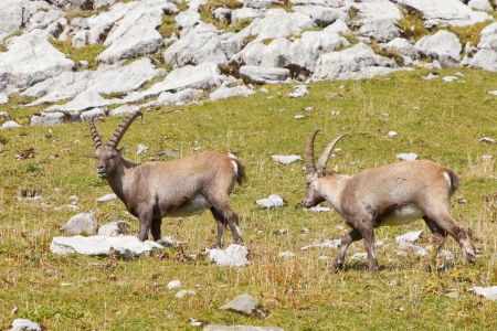group of alpine ibex (Capra ibex) a wild goat species grazing on a rocky maedow in Switzerlandの写真素材