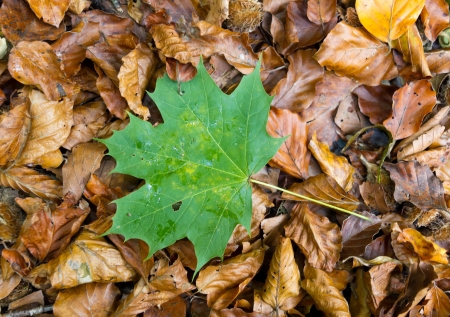 single green maple leave on dry golden autum foliage, concept for youth and new generation and standing out, being unique, staying freshの写真素材
