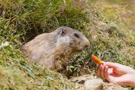 Groundhog sitting in front of it s den a hand feeding it carrot in summer in Valais, Switzerland の写真素材