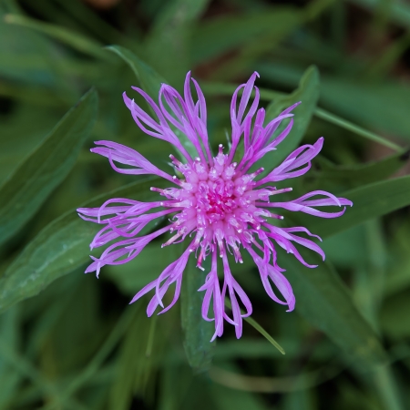 wild european purple Centaurea scabiosa or Greater Knapweed flower の写真素材