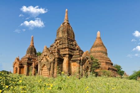 golden afternoon light over Bagan temple and surrounded by yellow seame flower, Burmaの写真素材
