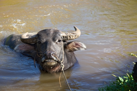 domestic water buffalo taking a bath, they are used for plowing and pulling cartsの写真素材