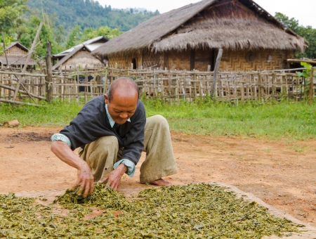 HPA AN, BURMA-OCT.  30: Unidentified old villager spreads green tea leafs to dry them on October 30, 2011 in Hpa An, Burma.  Green and Chinese tea is consumed in large quantities in Burma.のeditorial素材