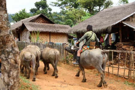 HPA AN, BURMA-OCT.  30: Young unidentified male villager sits on a water buffalo and drives a flock of these through a lane on October 30, 2011 in Hpa An, Burma.  Buffalo have many uses in Burma.のeditorial素材