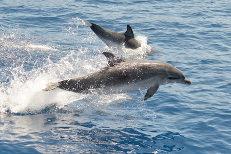 Atlantic spotted dolphin La Palma dolphin watching.の写真素材