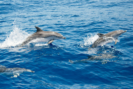Atlantic spotted dolphin La Palma dolphin watching.の写真素材