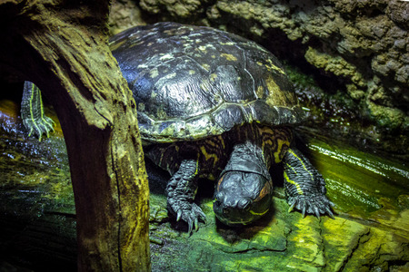 Freshwater turtles restingの写真素材