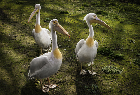 Three pelicans on the grassの写真素材