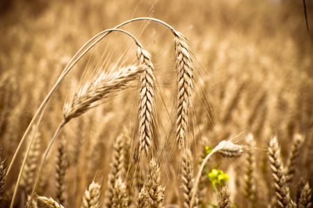 Wheat fieldの写真素材