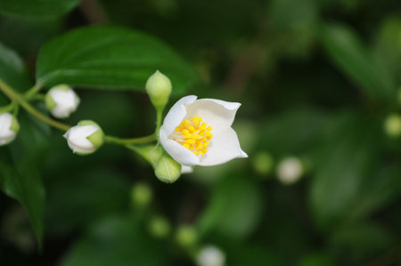 Flower in half bloomの写真素材