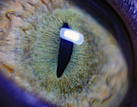 Wild cat's eye close-up macro .