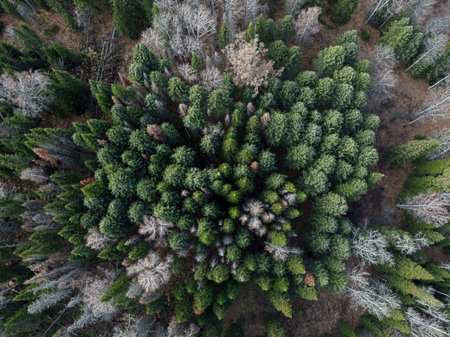 Aerial view of the coniferous autumn forest.