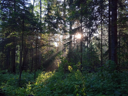 The suns rays in the forest at dawnの写真素材