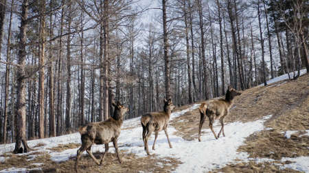Aerial view of a herd of wild deer in a snow-covered forest in the Siberian nature reserve Stolby, Krasnoyarsk.の写真素材