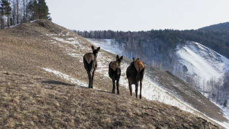 Herd of wild deer in the mountains.の写真素材