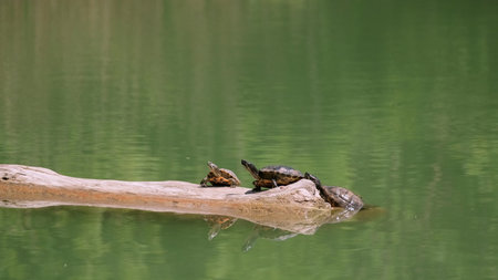 Two Turtles Enjoying a Relaxing Moment on a Log in the Serene Water