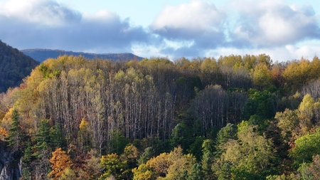 Dense Forest and Mountain Landscape