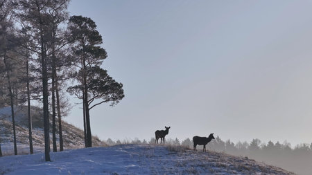 Deer Standing on Snow Covered Slope