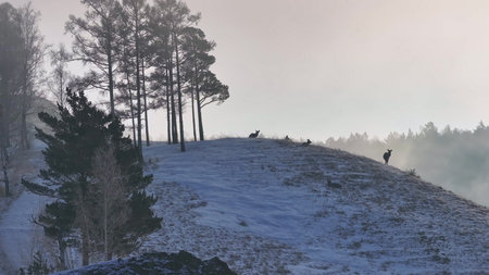 Group of Deer Standing on Snow Covered Hill