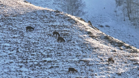 Herd of deer Grazing on Snow Covered Hillsideの写真素材