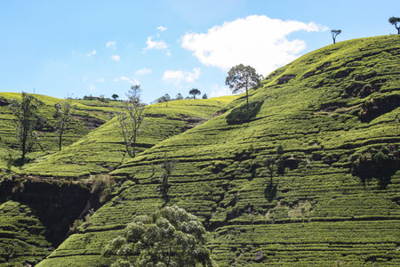 Tea is grown on steep slopes with trees interspersed to help prevent erosion.
