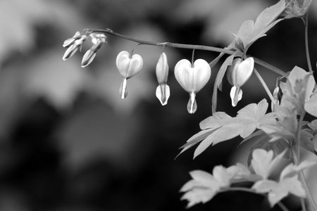 Dicentra spectabilis flower in black and whiteの写真素材