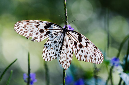 Sri Lankan Tree Nymph (Idea iasonia)