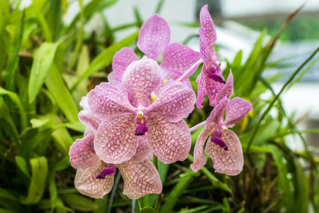 Vanda orchid in sri lankaの写真素材