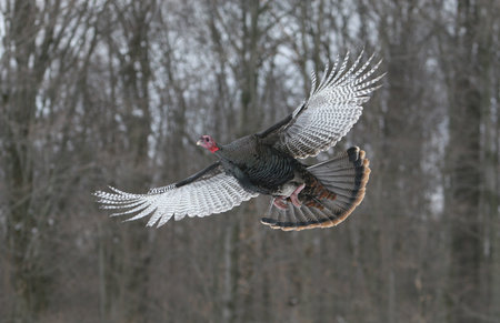 Wild Turkey