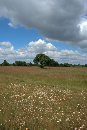alone tree on meadow の写真素材