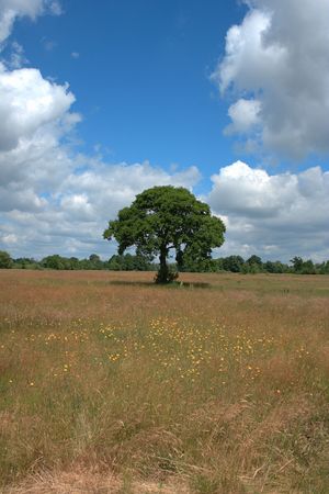 alone tree on meadow の写真素材