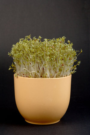 Fresh, healthy green crees over gray background.