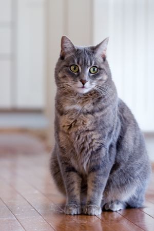 house catの写真素材