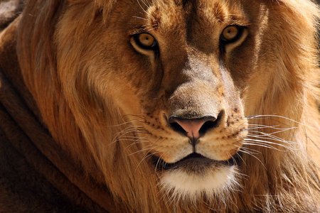 Closeup of a Male Lion.の写真素材