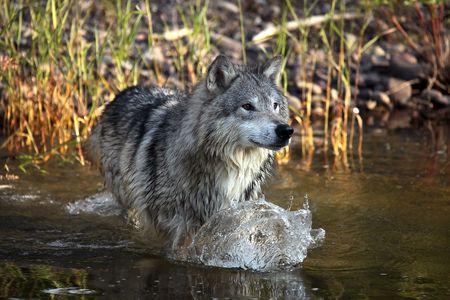 Wolf Making A Splashの写真素材