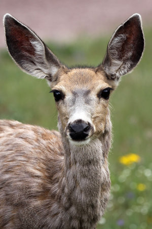Curious Female Deer