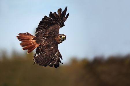 Red-Tailed Hawk in flight.の写真素材