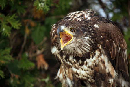 Sceaming Eagle