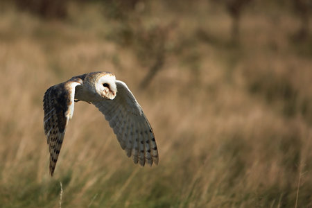 Barn Owl in flightの写真素材