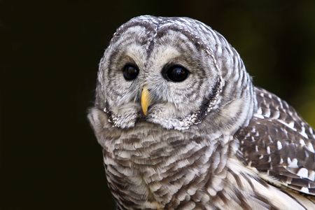 Closeup of a Barred Owlの写真素材