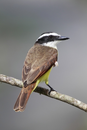 Closeup of a Great Kiskadee in Sarapiqui, Costa Rica の写真素材
