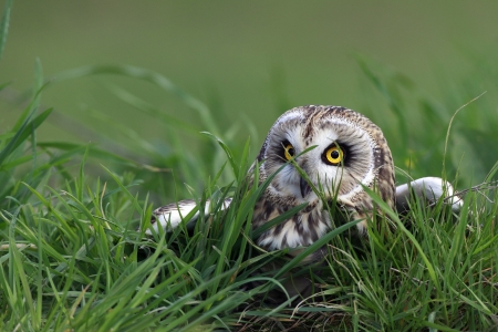 Short-Eared Owl hiding in the grass の写真素材
